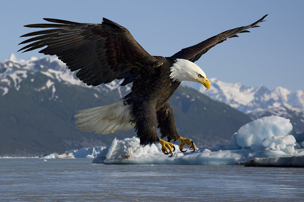 bald eagle